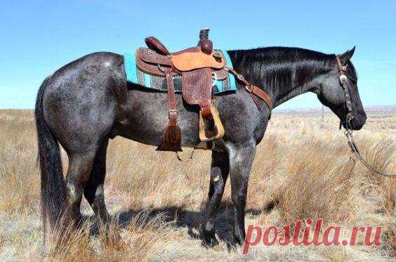 (38) I'm a horseaddict - Хроника