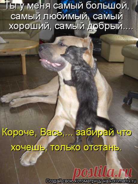 Котоматрица: Случайные котоматрицы