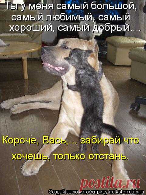 Котоматрица: Случайные котоматрицы