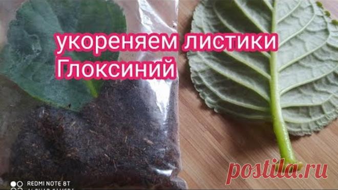 УКОРЕНЯЕМ ЛИСТЬЯ ГЛОКСИНИЙ