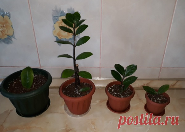Замиокулькас – размножение🌿 в домашних условиях, листом, черенками, семенами, клубнем, как укоренить, в воде, земле