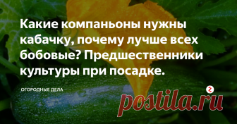 Какие компаньоны нужны кабачку, почему лучше всех бобовые? Предшественники культуры при посадке. Многие огородники не учитывают такой фактор, как совместимость культур и предшественников. Не все зависит от хорошего ухода в выращивании кабачков (других культур тоже), большую роль играет севооборот и правильно подобранные соседи. Даже у такой легко выращиваемой культуры, как кабачок, есть некоторые особенности посадки.
Сколько лет выращиваем кабачки, но каждый раз, начиная изучать литературу по