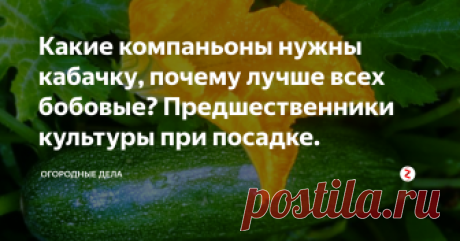 Какие компаньоны нужны кабачку, почему лучше всех бобовые? Предшественники культуры при посадке. Многие огородники не учитывают такой фактор, как совместимость культур и предшественников. Не все зависит от хорошего ухода в выращивании кабачков (других культур тоже), большую роль играет севооборот и правильно подобранные соседи. Даже у такой легко выращиваемой культуры, как кабачок, есть некоторые особенности посадки.
Сколько лет выращиваем кабачки, но каждый раз, начиная изучать литературу по
