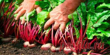 Выращивания свеклы в открытом грунте - Сад и огород
