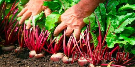 Выращивания свеклы в открытом грунте - Сад и огород