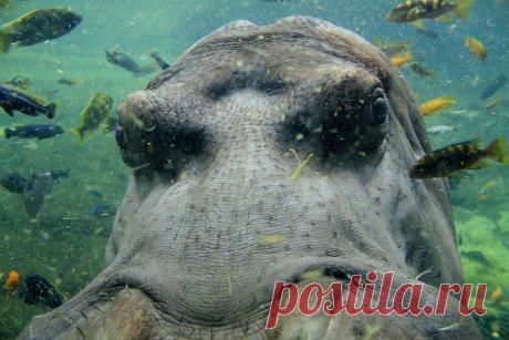 Бегемот под водой.