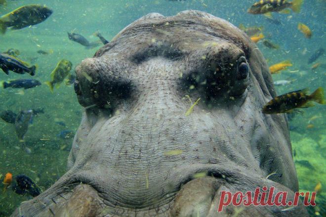 Бегемот под водой.