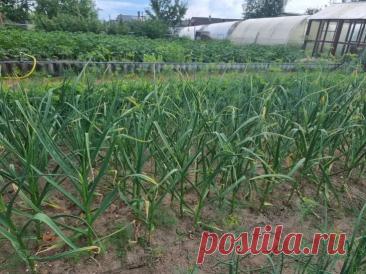 Сколько лет подряд можно сажать чеснок на одной грядке: ответ удивит даже агрономов. Огородники привыкли к мысли, что чеснок нельзя выращивать на одном месте слишком долго.