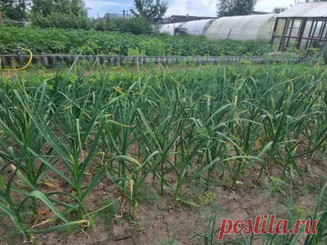 Сколько лет подряд можно сажать чеснок на одной грядке: ответ удивит даже агрономов. Огородники привыкли к мысли, что чеснок нельзя выращивать на одном месте слишком долго.