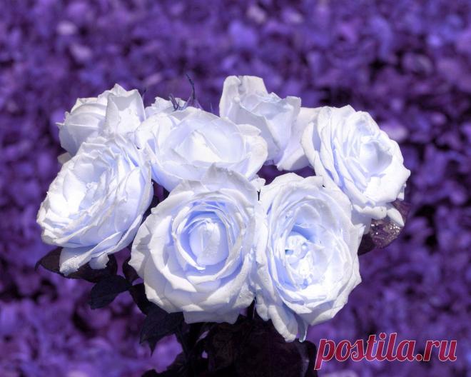 895082588.jpg (1280×1024)