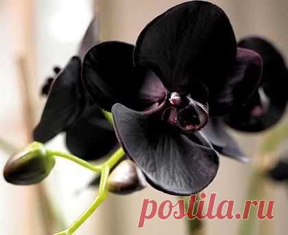 Orchidea Info - Орхидеи-инфо