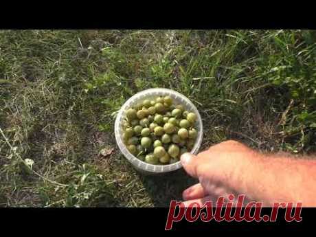 Крыжовник самосевом отблагодарил ягодками