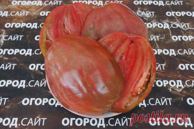 Томат Олимпийский чемпион, семена | ОГОРОД.сайт