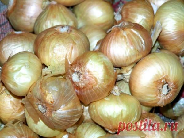 Как спасти гниющий урожай лука :: Сад и огород :: KakProsto.ru: как просто сделать всё