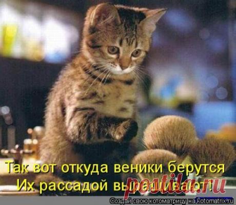 Новая котоматрица для хорошего настроения (28 фото)