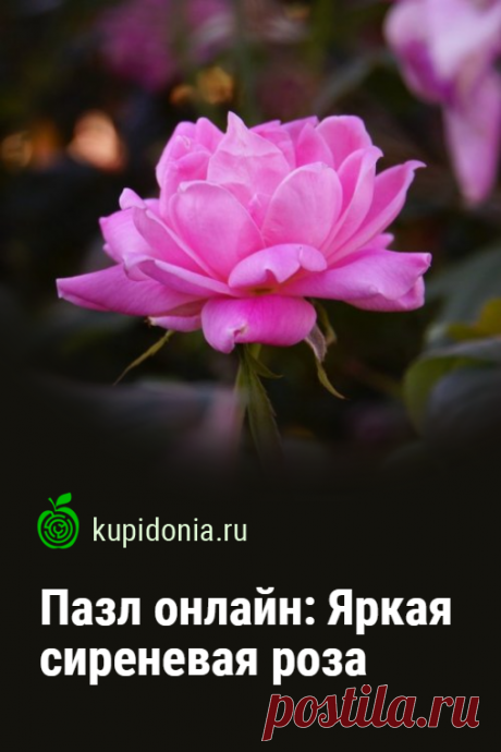 Пазл онлайн: Яркая сиреневая роза. Соберите пазл онлайн с красивой сиреневой розой.