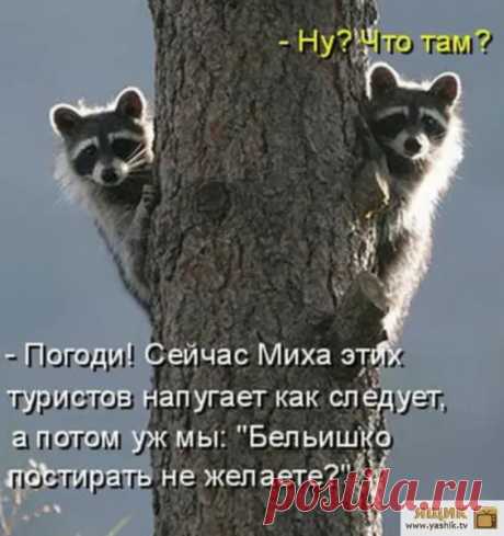 Воскресная весёлая котоматрица / Картинки