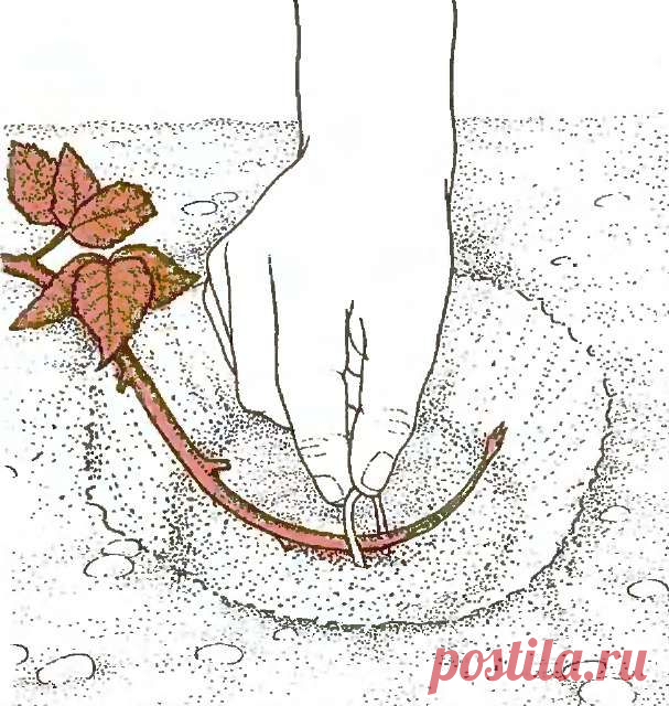 Размножение ежевики. - weerkust.ruweerkust.ru