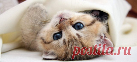 Замурчательная денежная техника | Блог Счастья!