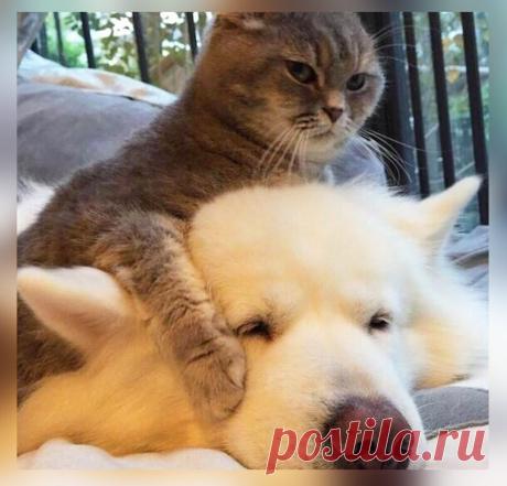 10 фото-доказательств тому, что коты могут дать жёсткий отпор собакам | Животный Мир | Яндекс Дзен