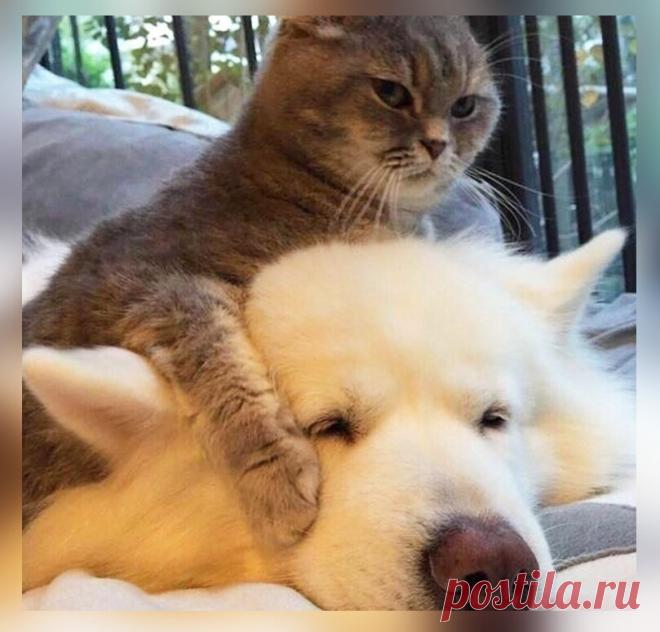 10 фото-доказательств тому, что коты могут дать жёсткий отпор собакам | Животный Мир | Яндекс Дзен