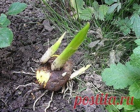 КАК ПРАВИЛЬНО САЖАТЬ ГЛАДИОЛУСЫ. — Socialpost