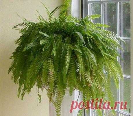 Комнатные растения, помогающие уснуть. Домашние растения, растущие в темноте