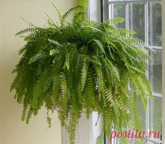 Комнатные растения, помогающие уснуть. Домашние растения, растущие в темноте