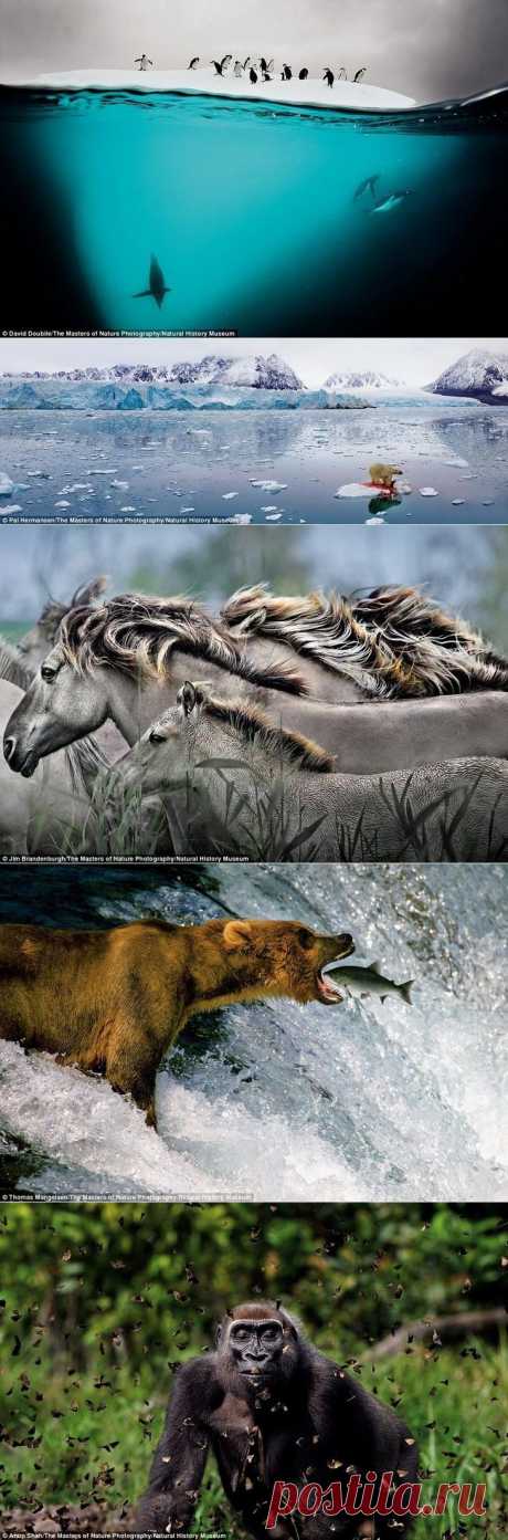 Удивительные снимки от фотографов дикой природы