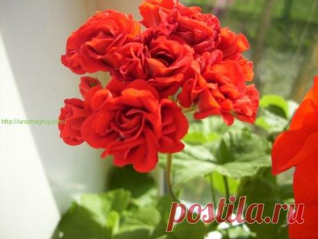 ФЛОРА | Записи в рубрике ФЛОРА | Сообщество Я - МАСТЕРИЦА