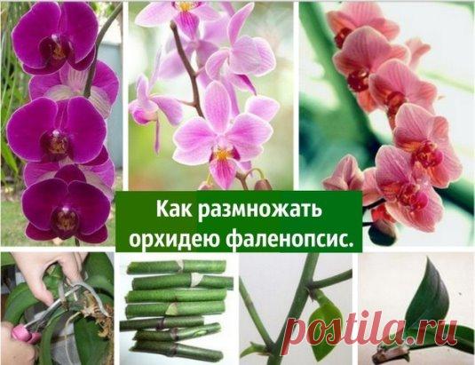 Размножить фаленопсис получится лишь в том случае, если она здорова, а также получает необходимые питательные вещества, достаточное количество света и влаги. Отличительной особенностью фаленопсисов является то, что этот вид орхидеи не имеет псевдобульб, отвечающих за накопление питательных веществ. И если некоторые орхидеи с псевдобульбами успешно размножаются делением корневища, то для фаленопсисов такой способ неприемлем. В естественной среде фаленопсисы размножаются сем...