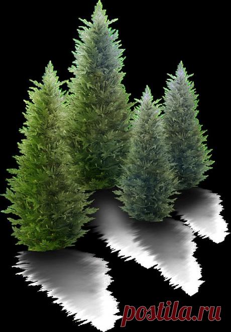 Плейкаст «С НОВЫМ ГОДОМ!»