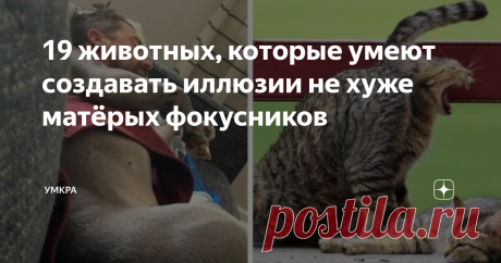 19 животных, которые умеют создавать иллюзии не хуже матёрых фокусников Можете выбросить свой билет на шоу иллюзиониста, потому как с такими животными, он вам явно не понадобится. Некоторые питомцы обладают редкой способностью дурачить людей, заставляя их видеть то, чего на самом деле нет, а фотографии, сделанные в нужный момент им только в этом помогают. То собака неожиданно превратиться в козу-чупакабру, то кошка прикинется вороной.. Мы собрали для вас 18 фотографий живо...