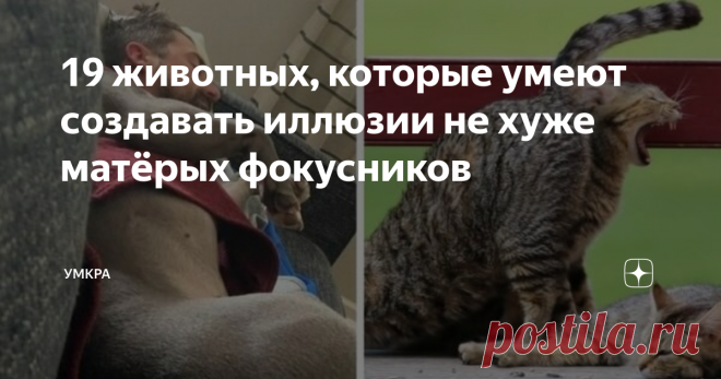 19 животных, которые умеют создавать иллюзии не хуже матёрых фокусников Можете выбросить свой билет на шоу иллюзиониста, потому как с такими животными, он вам явно не понадобится. Некоторые питомцы обладают редкой способностью дурачить людей, заставляя их видеть то, чего на самом деле нет, а фотографии, сделанные в нужный момент им только в этом помогают. То собака неожиданно превратиться в козу-чупакабру, то кошка прикинется вороной.. Мы собрали для вас 18 фотографий живо...