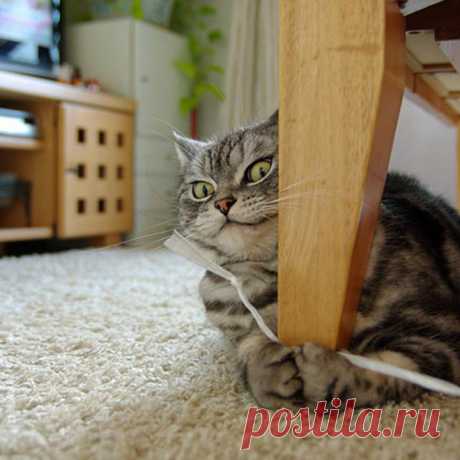 Эмоциональность кошек 

 



























https://jumor.temaretik.com/1137063406277232896/emotsionalno...
