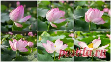 Awakening Lotus / Reports / My Planet