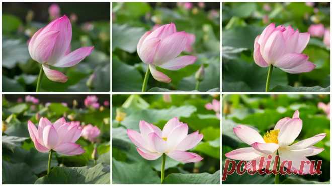 Awakening Lotus / Reports / My Planet