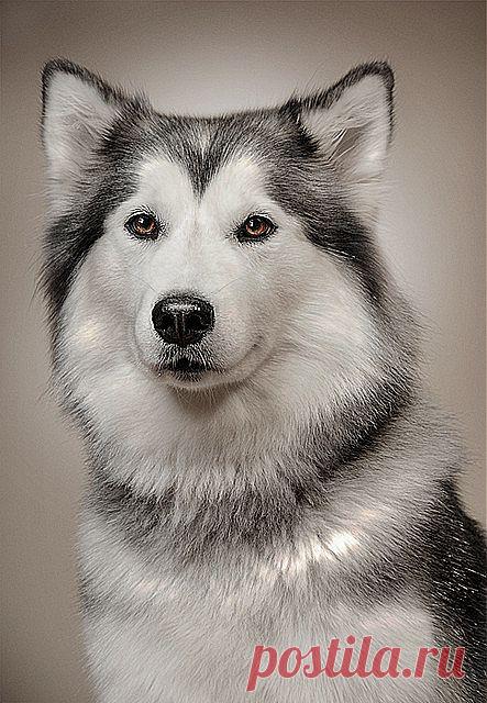 фотомодель