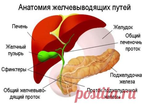 Рекомендации при заболеваниях печени и желчевыводящих путей