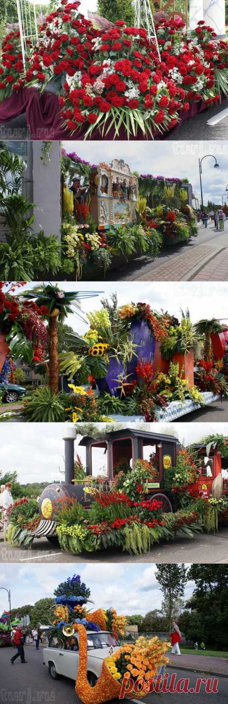 Нидерланды, Аалсмеер: парад цветов в королевстве тюльпанов.