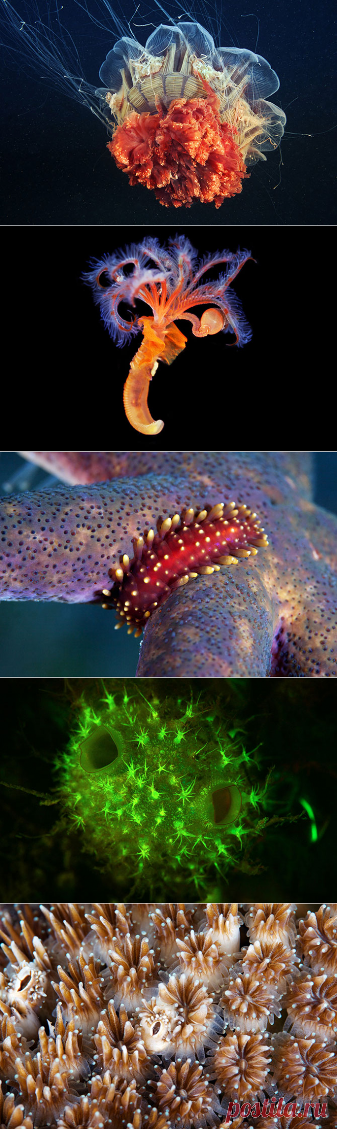 Удивительный подводный мир морей