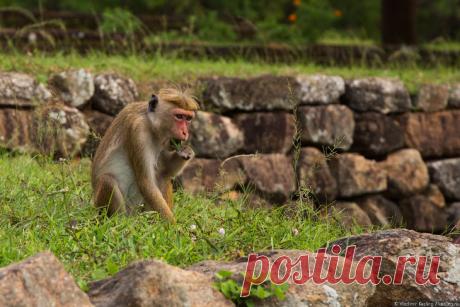 Тайны Львиной скалы: фото репортаж Сигирия — cамая достопримечательная достопримечательность Шри-Ланки. Главная фишка — подъём по ступеням на стасемидесятиметровую скалу, на вершине которой