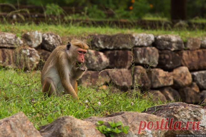Тайны Львиной скалы: фото репортаж Сигирия — cамая достопримечательная достопримечательность Шри-Ланки. Главная фишка — подъём по ступеням на стасемидесятиметровую скалу, на вершине которой