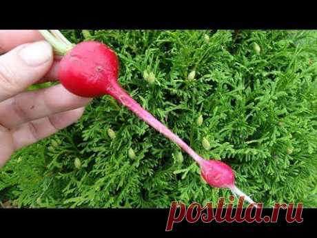 Аномальная редиска - Мутант - YouTube