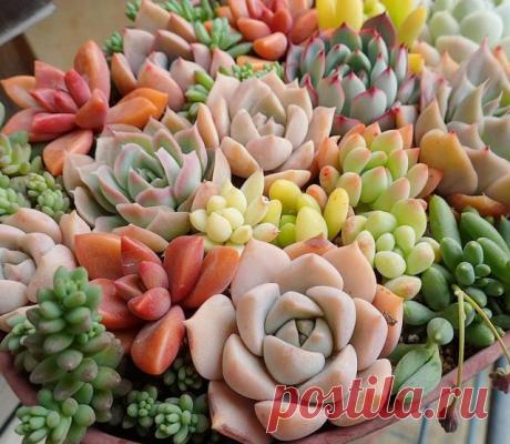 ¿Las suculentas necesitan luz solar? ¿Y cuánto? | ciudad suculenta