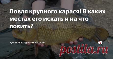 Ловля крупного карася! В каких местах его искать и на что ловить? Друзья привет! Хочу поделиться с Вами своим опытом и рассказать, как я ловлю крупного карася ( от 1кг и выше).
В каких местах искать крупного карася?
На крупного карася я рыбачу только ночью! Именно ночью клюют достойные экземпляры.
Рыбачу на удочку с берега, в поплавок ставлю светляк и все поклевки отлично видно.  Насадка лежит у меня на самом дне!