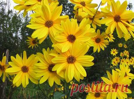 Польза топинамбура | Я и дача | Яндекс Дзен