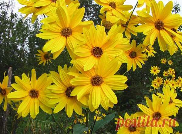 Польза топинамбура | Я и дача | Яндекс Дзен