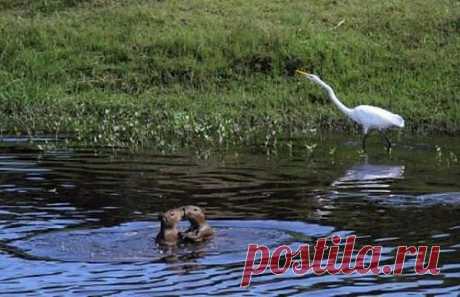 ЛЮБОВЬ-МОРКОВЬ....