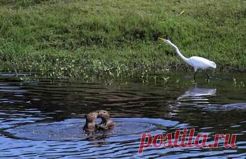 ЛЮБОВЬ-МОРКОВЬ....